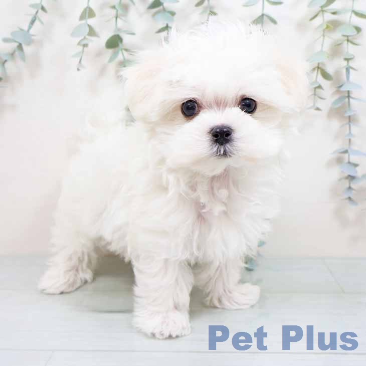 奈良県のマルチーズ (ペットプラス 大和郡山店/2026年1月23日生まれ/男の子/ホワイト)の子犬