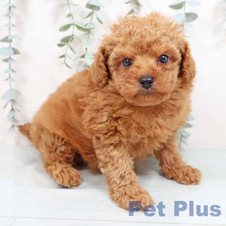 奈良県のトイプードル(トイ) (ペットプラス 大和郡山店/2026年1月22日生まれ/男の子/レッドフォーン)の子犬
