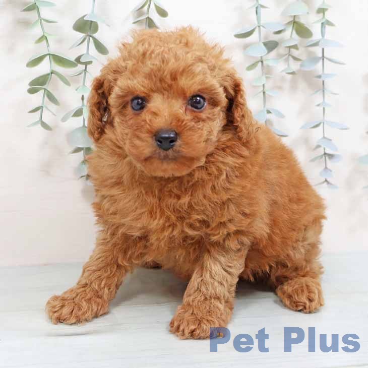 奈良県のトイプードル(トイ) (ペットプラス 大和郡山店/2026年1月22日生まれ/男の子/レッドフォーン)の子犬の2枚目の画像