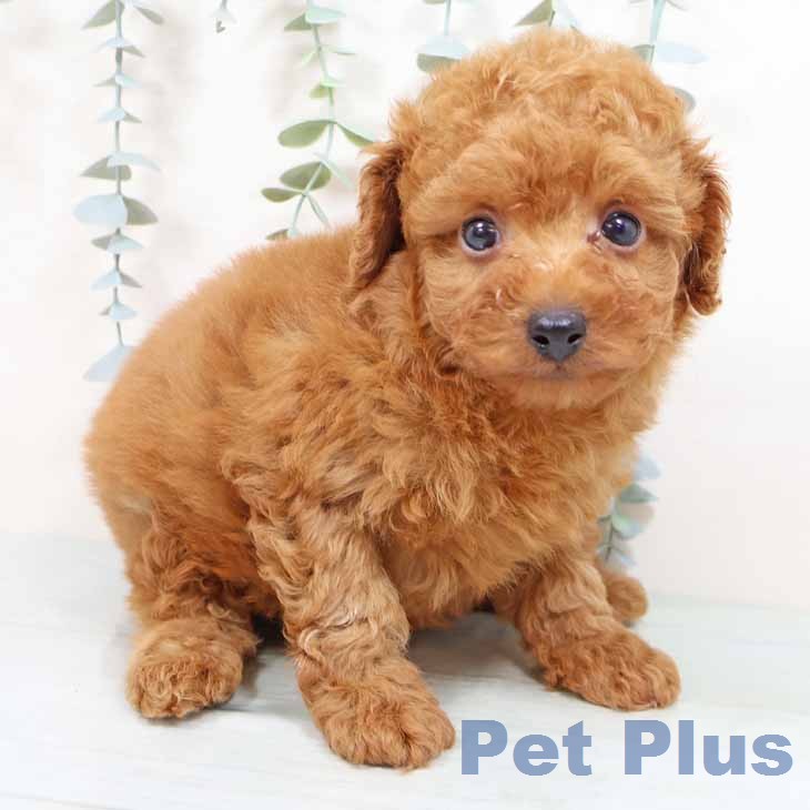 京都府のトイプードル(トイ) (ペットプラス 京都桂川店/2026年1月22日生まれ/男の子/レッドフォーン)の子犬の1枚目の画像