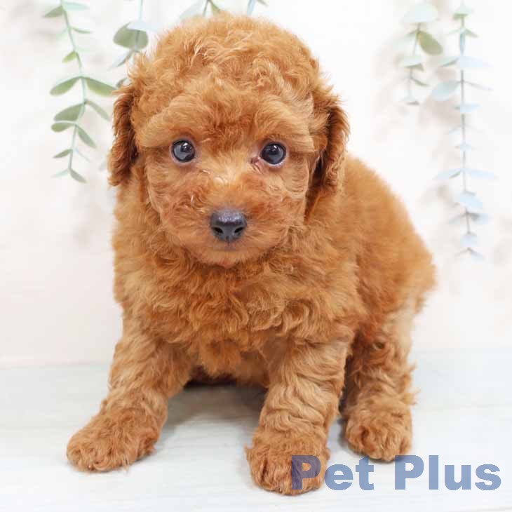 京都府のトイプードル(トイ) (ペットプラス 京都桂川店/2026年1月22日生まれ/男の子/レッドフォーン)の子犬の2枚目の画像