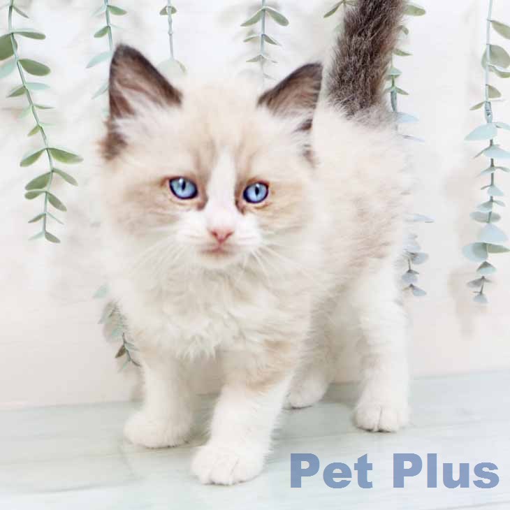 ラグドールの写真2