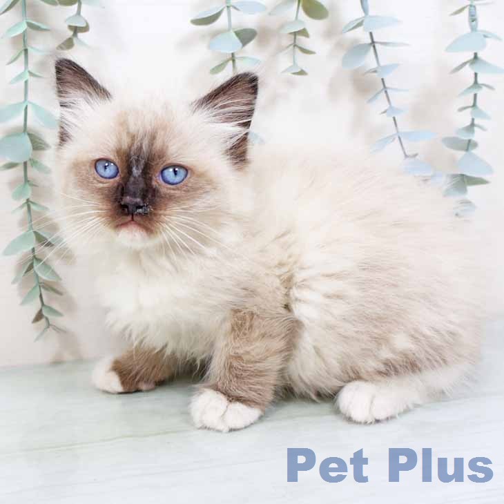 ラグドールの写真2