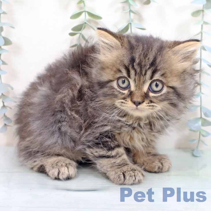 大阪府のスコティッシュフォールド (ペットプラス ららぽーと和泉店/2026年1月26日生まれ/男の子/ブラウンタビー)の子猫