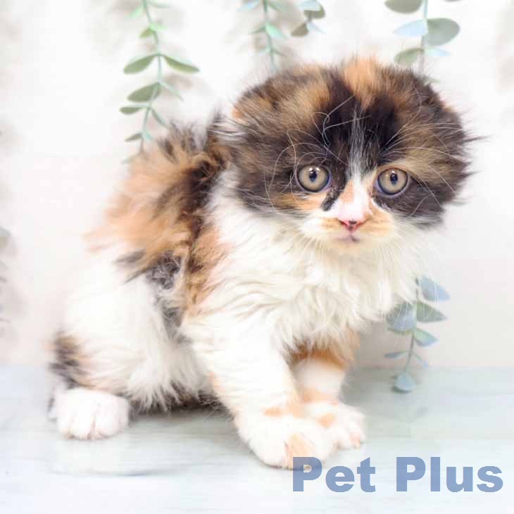 スコティッシュフォールドの写真2