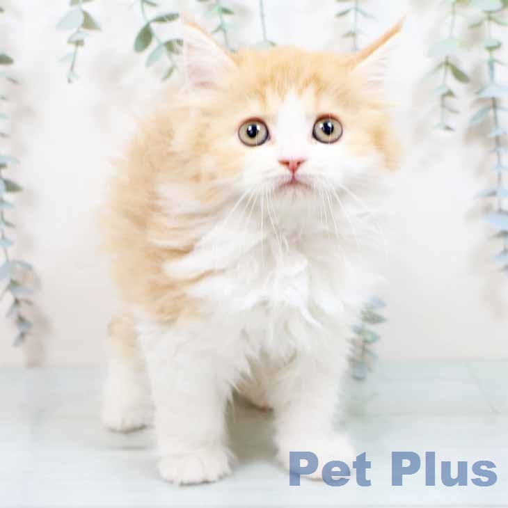 ラガマフィンの写真2