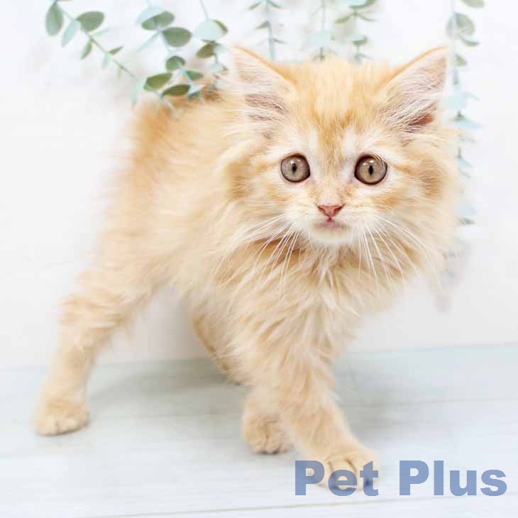 ラガマフィンの写真2