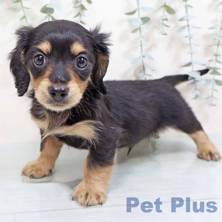 カニーンヘン・ダックスフンドの写真2