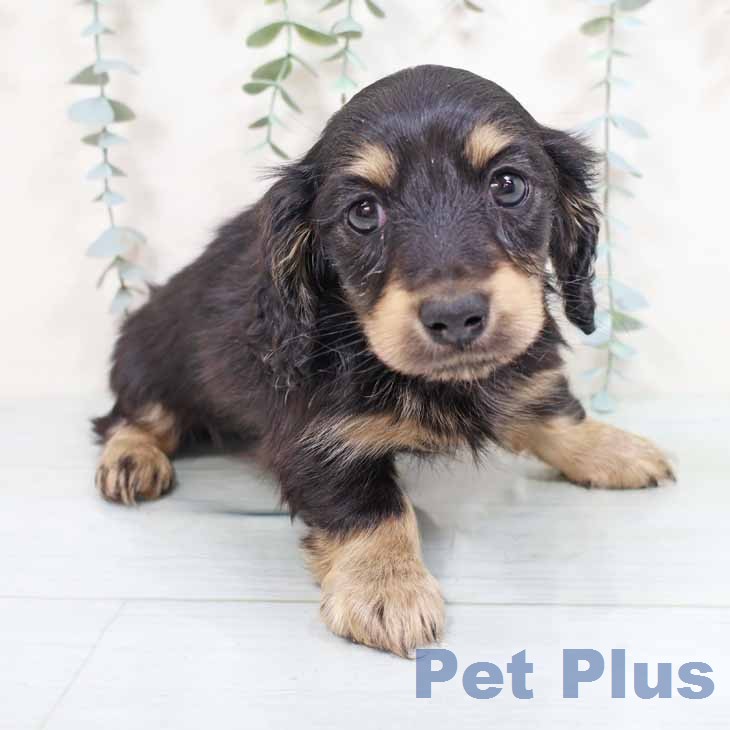 大阪府のカニンヘンダックスフンド(ロング) (ペットプラス ららぽーと和泉店/2026年1月27日生まれ/女の子/ブラックイエロー)の子犬