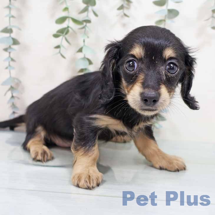 カニーンヘン・ダックスフンド