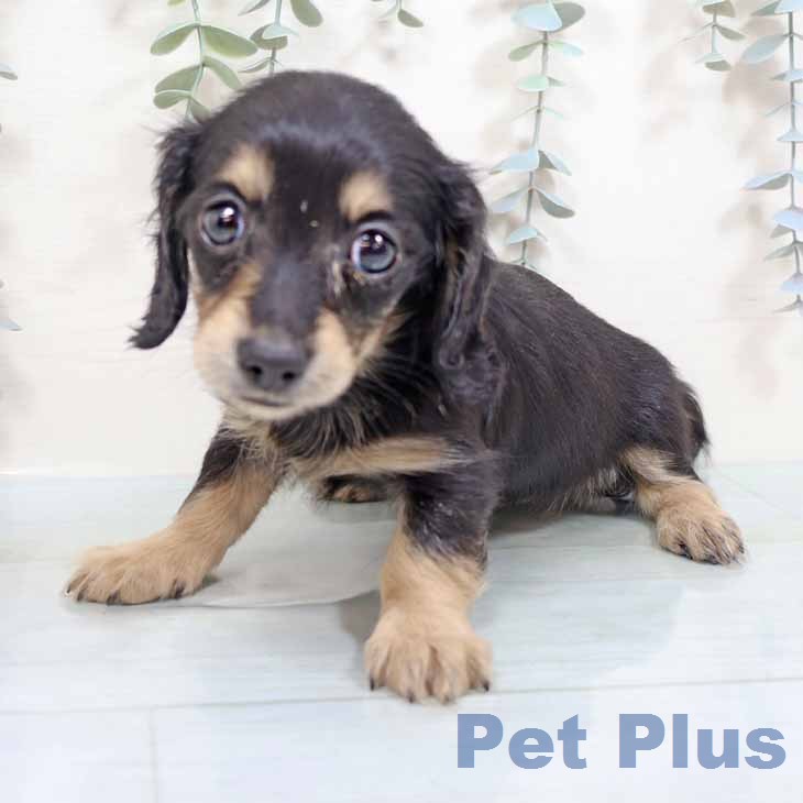 カニーンヘン・ダックスフンド