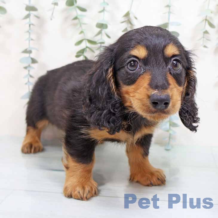 奈良県のカニンヘンダックスフンド(ロング) (ペットプラス 大和郡山店/2026年1月28日生まれ/男の子/ブラックタン)の子犬の2枚目の画像