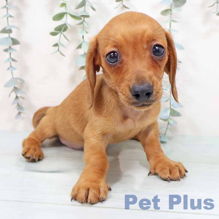 新潟県のカニンヘンダックスフンド(ロング) (ペットプラス 新潟南店/2026年1月28日生まれ/女の子/レッド)の子犬の1枚目の画像