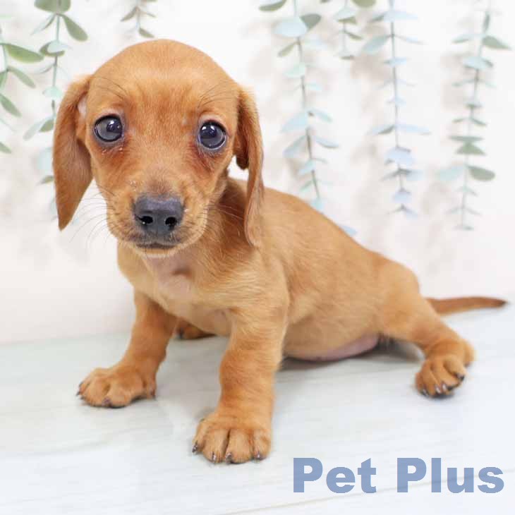 新潟県のカニンヘンダックスフンド(ロング) (ペットプラス 新潟南店/2026年1月28日生まれ/女の子/レッド)の子犬の2枚目の画像