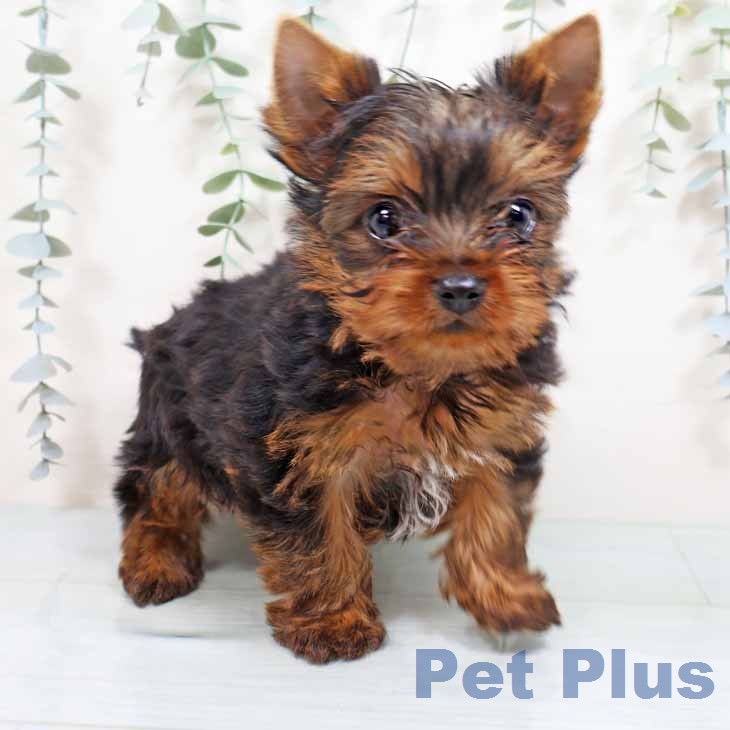 新潟県のヨークシャーテリア (ペットプラス 新潟青山店/2026年1月24日生まれ/男の子/スチールブルータン)の子犬の1枚目の画像