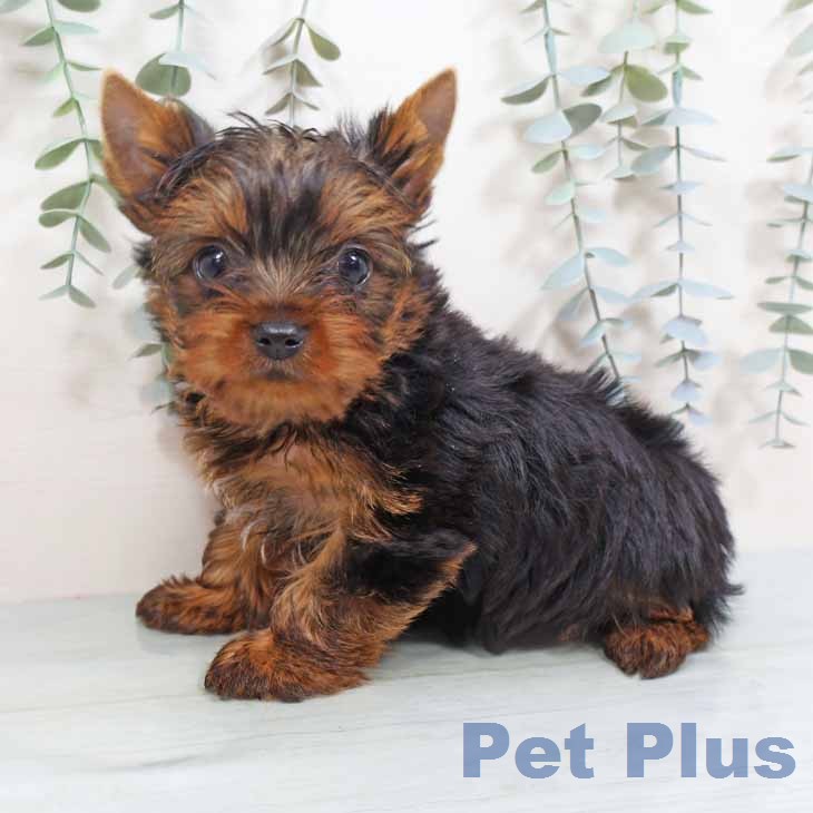 新潟県のヨークシャーテリア (ペットプラス 新潟青山店/2026年1月24日生まれ/男の子/スチールブルータン)の子犬の2枚目の画像