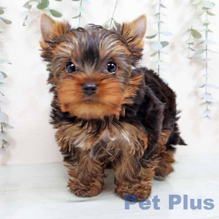 新潟県のヨークシャーテリア (ペットプラス 新潟南店/2026年1月24日生まれ/女の子/スチールブルータン)の子犬の1枚目の画像