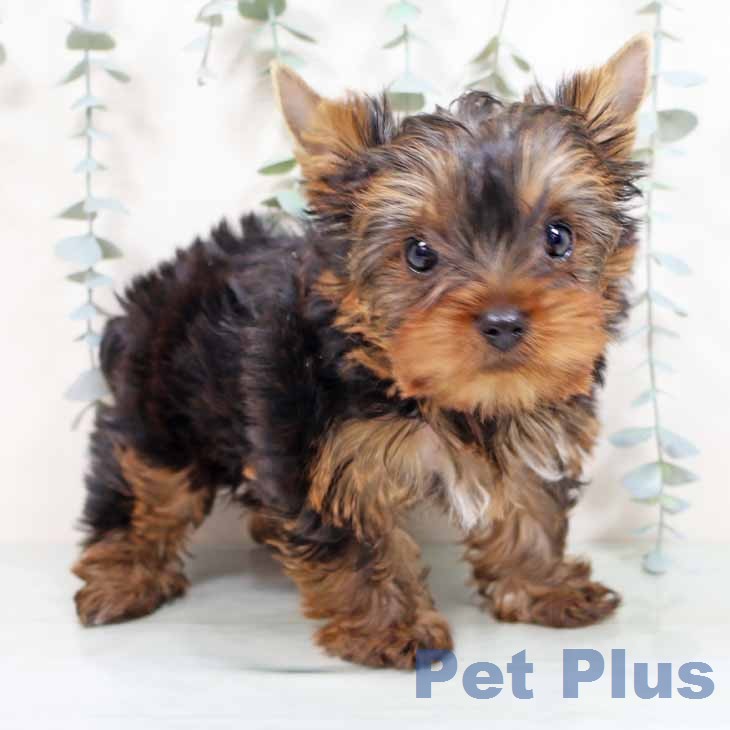 新潟県のヨークシャーテリア (ペットプラス 新潟南店/2026年1月24日生まれ/女の子/スチールブルータン)の子犬の2枚目の画像