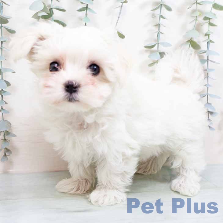 大阪府のマルチーズ (ペットプラス りんくう泉南店/2026年1月19日生まれ/女の子/ホワイト)の子犬