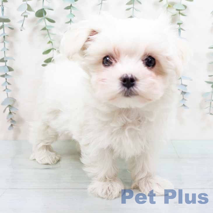 大阪府のマルチーズ (ペットプラス りんくう泉南店/2026年1月19日生まれ/女の子/ホワイト)の子犬の2枚目の画像