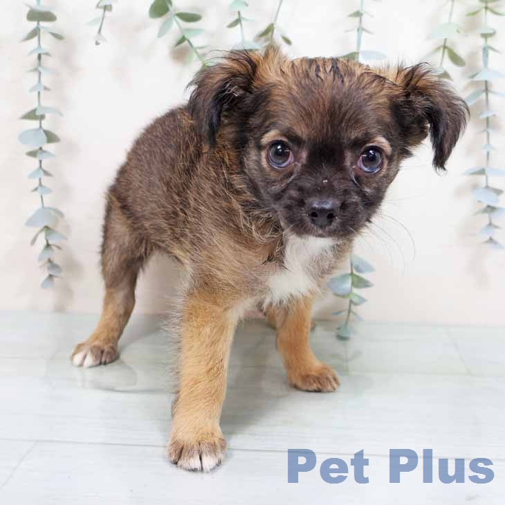 大阪府のチワワ(ロング) (ペットプラス 大阪ドームシティ店/2026年1月27日生まれ/男の子/レッドホワイト)の子犬の1枚目の画像