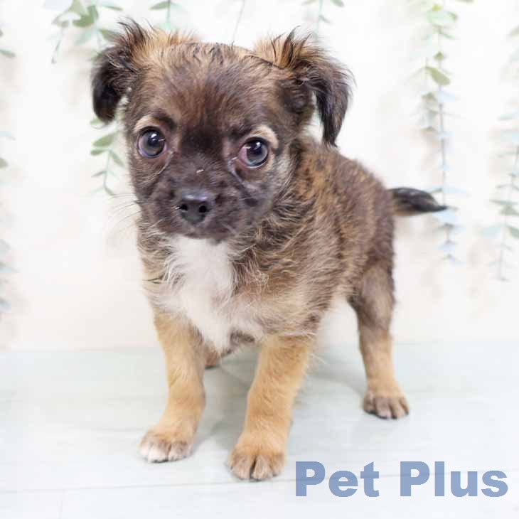 大阪府のチワワ(ロング) (ペットプラス 大阪ドームシティ店/2026年1月27日生まれ/男の子/レッドホワイト)の子犬の2枚目の画像