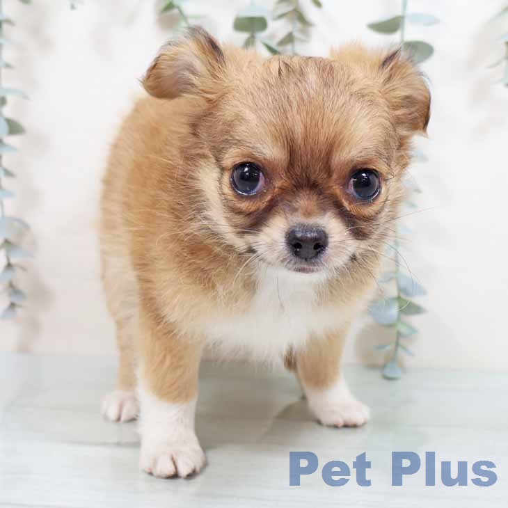 大阪府のチワワ(ロング) (ペットプラス 大阪ドームシティ店/2026年1月27日生まれ/男の子/レッドホワイト)の子犬の1枚目の画像