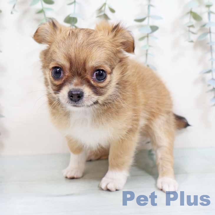 大阪府のチワワ(ロング) (ペットプラス 大阪ドームシティ店/2026年1月27日生まれ/男の子/レッドホワイト)の子犬の2枚目の画像