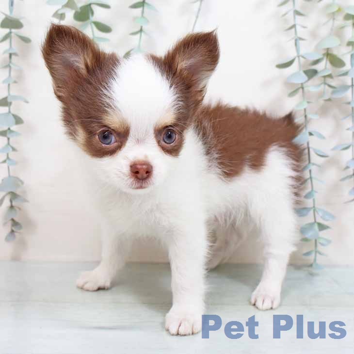 大阪府のチワワ(ロング) (ペットプラス 四條畷店/2026年1月27日生まれ/男の子/ホワイトチョコレートタン)の子犬の1枚目の画像
