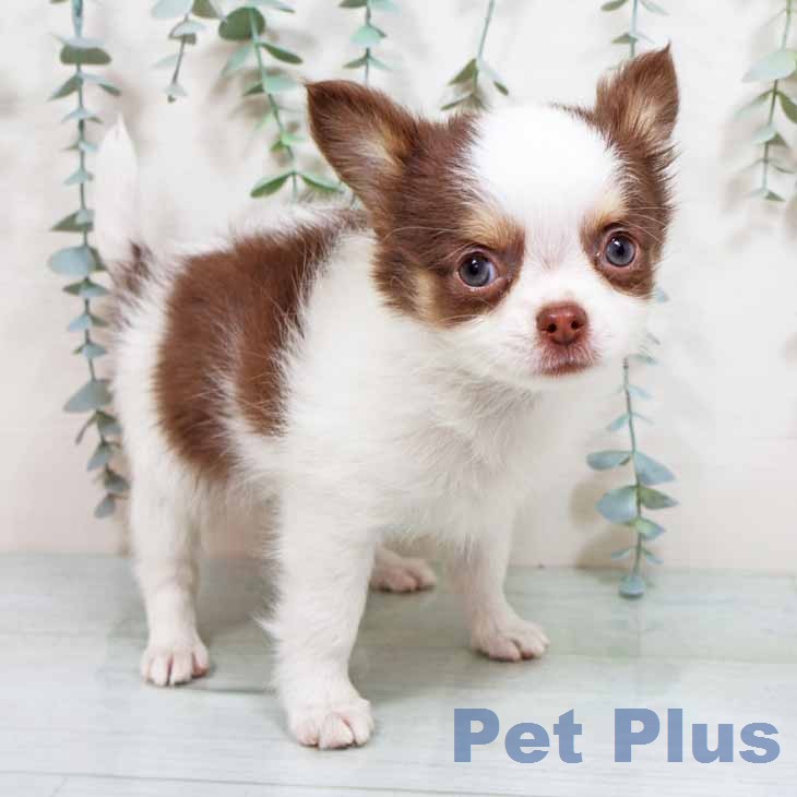 大阪府のチワワ(ロング) (ペットプラス 四條畷店/2026年1月27日生まれ/男の子/ホワイトチョコレートタン)の子犬の2枚目の画像