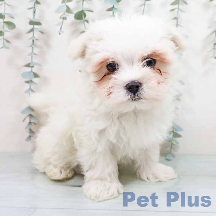 新潟県のマルチーズ (ペットプラス 新潟青山店/2026年1月22日生まれ/男の子/ホワイト)の子犬の1枚目の画像