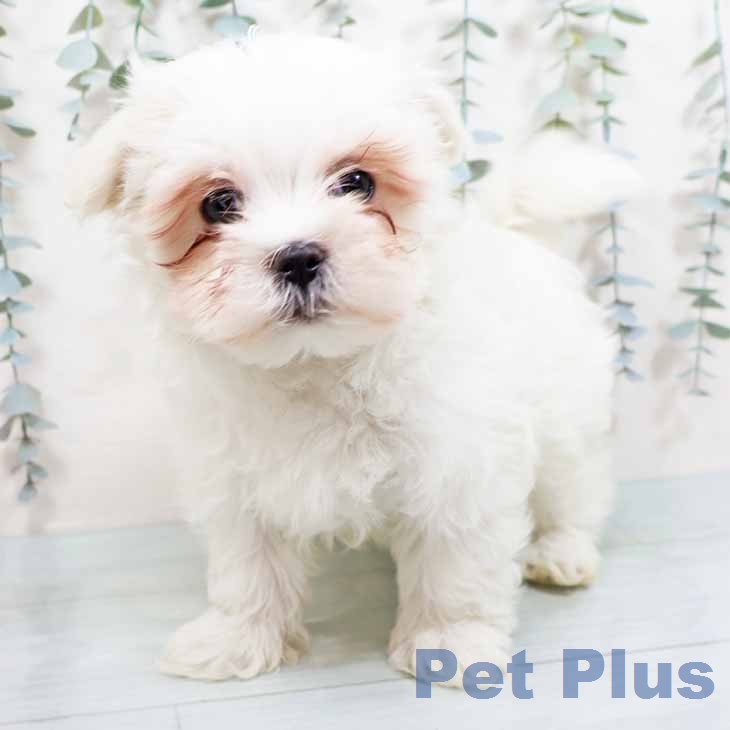 新潟県のマルチーズ (ペットプラス 新潟青山店/2026年1月22日生まれ/男の子/ホワイト)の子犬の2枚目の画像