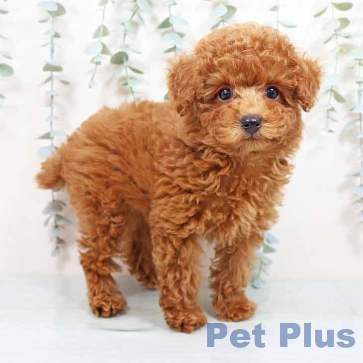 大阪府のトイプードル(トイ) (ペットプラス りんくう泉南店/2026年1月20日生まれ/男の子/レッドフォーン)の子犬の1枚目の画像