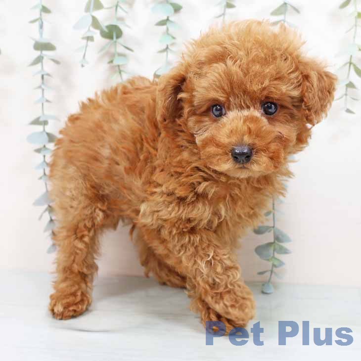 兵庫県のトイプードル(トイ) (ペットプラス 明石店/2026年1月20日生まれ/男の子/レッドフォーン)の子犬の1枚目の画像