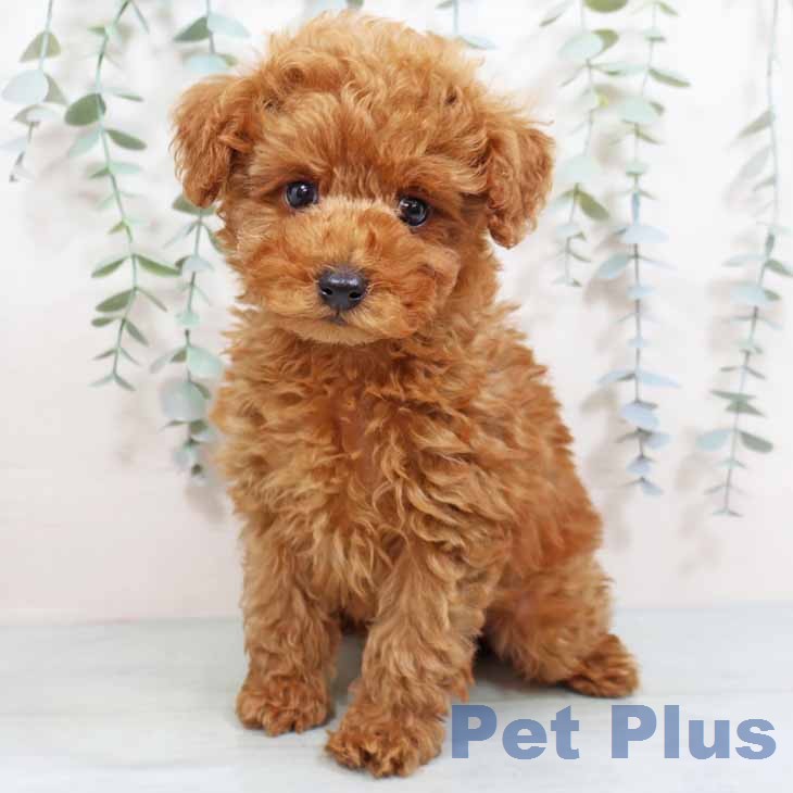 兵庫県のトイプードル(トイ) (ペットプラス 明石店/2026年1月20日生まれ/男の子/レッドフォーン)の子犬の2枚目の画像