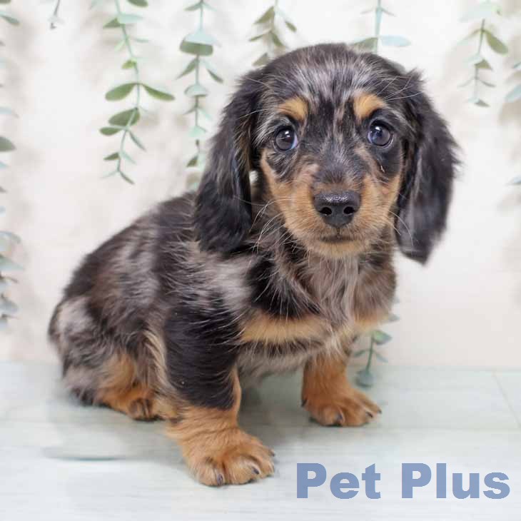 ミニチュア・ダックスフンド