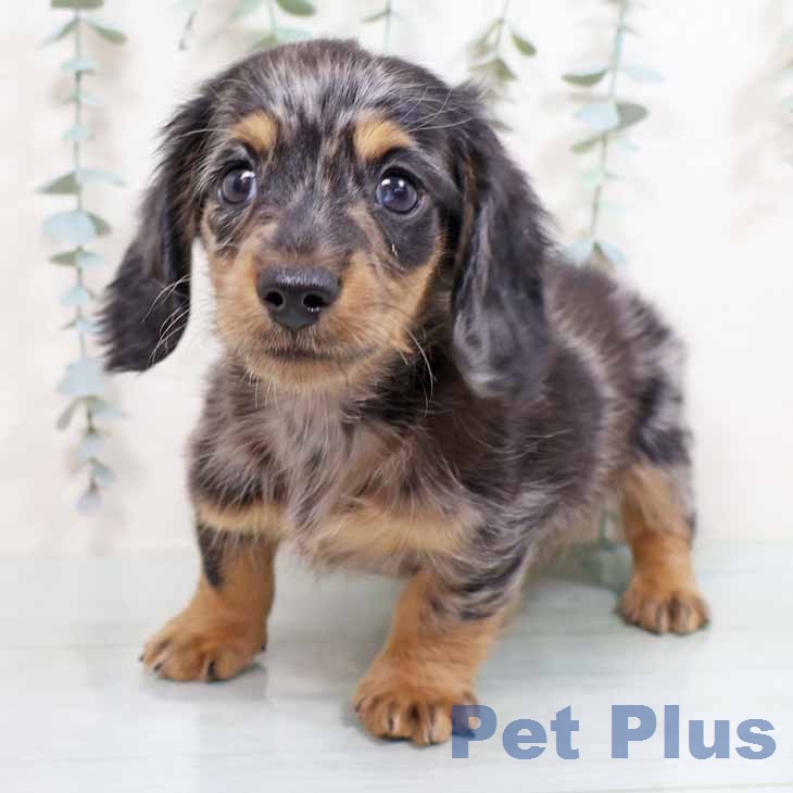 ミニチュア・ダックスフンドの写真2