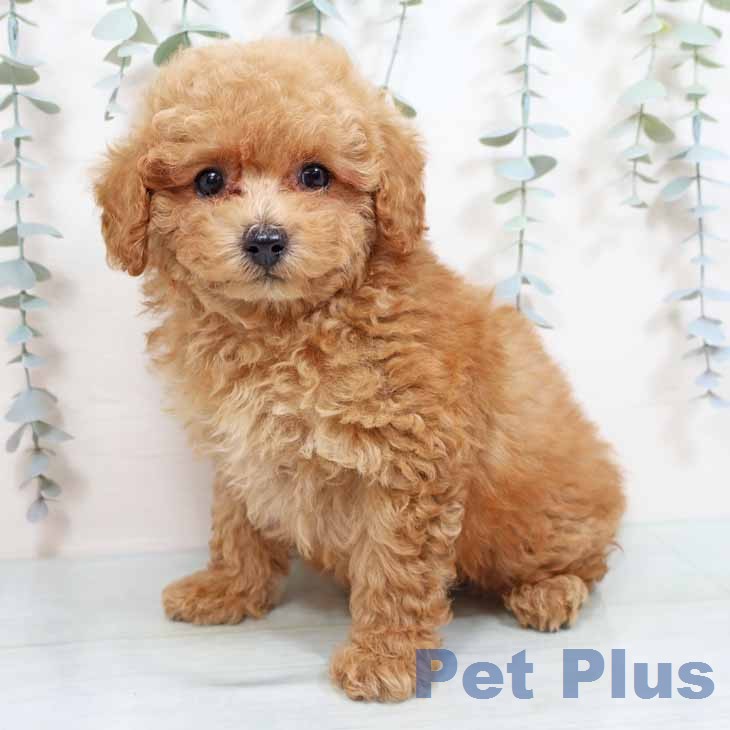 京都府のトイプードル(トイ) (ペットプラス 京都桂川店/2026年1月27日生まれ/男の子/アプリコット)の子犬の1枚目の画像