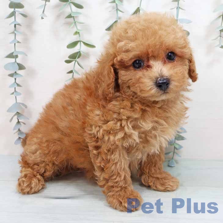京都府のトイプードル(トイ) (ペットプラス 京都桂川店/2026年1月27日生まれ/男の子/アプリコット)の子犬の2枚目の画像