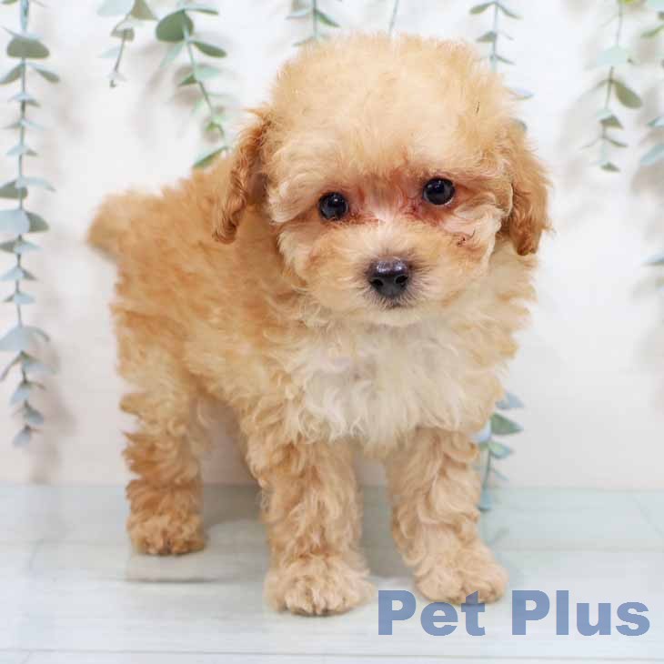 兵庫県のトイプードル(トイ) (ペットプラス 神戸三宮店/2026年1月27日生まれ/男の子/アプリコット)の子犬の1枚目の画像