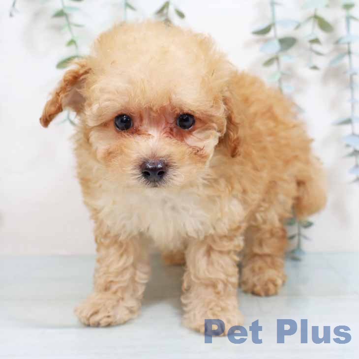 兵庫県のトイプードル(トイ) (ペットプラス 神戸三宮店/2026年1月27日生まれ/男の子/アプリコット)の子犬の2枚目の画像