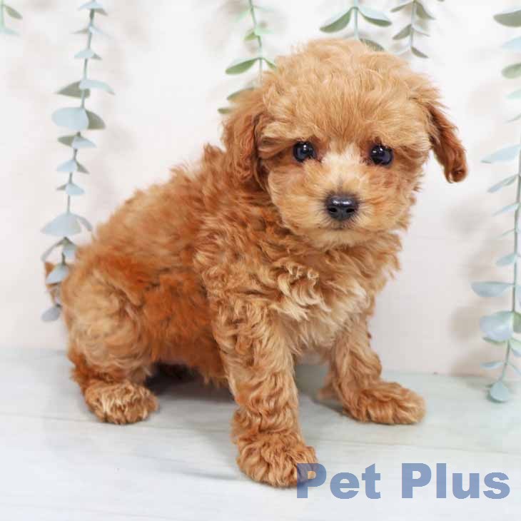大阪府のトイプードル(トイ) (ペットプラス りんくう泉南店/2026年1月28日生まれ/女の子/アプリコット)の子犬の1枚目の画像
