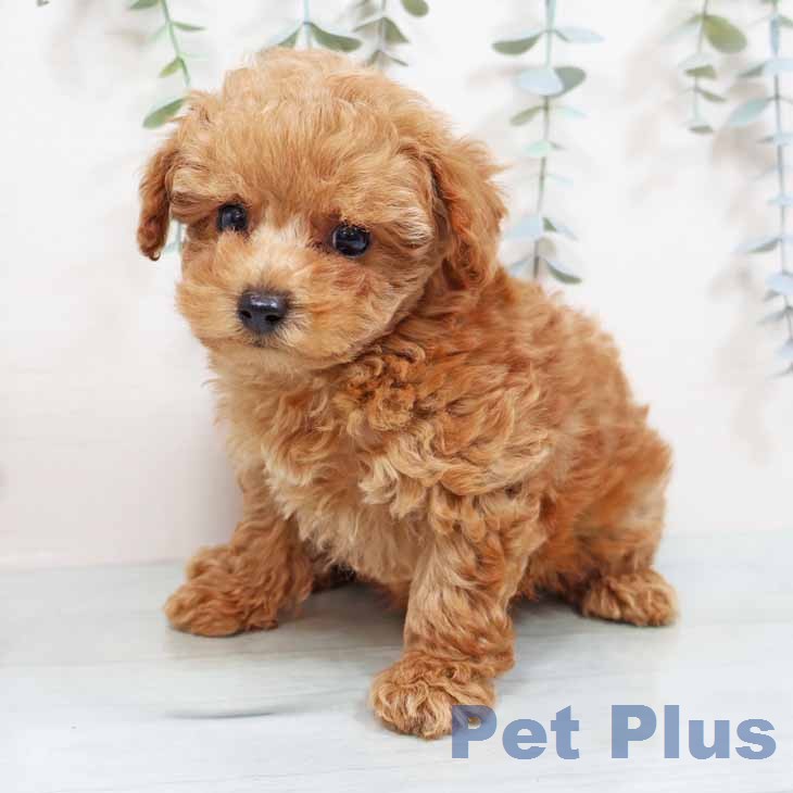 大阪府のトイプードル(トイ) (ペットプラス りんくう泉南店/2026年1月28日生まれ/女の子/アプリコット)の子犬の2枚目の画像