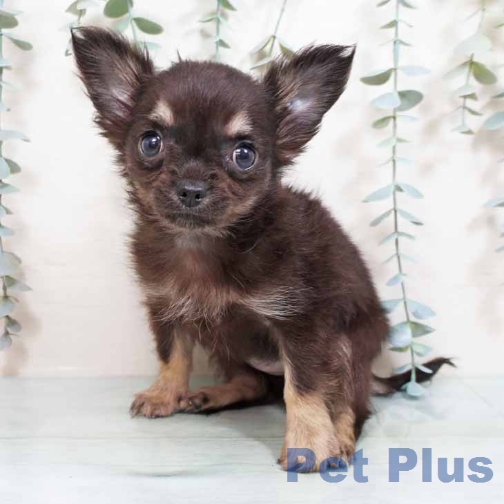 大阪府のチワワ(ロング) (ペットプラス 松原店/2026年1月22日生まれ/女の子/ブラックタン)の子犬の1枚目の画像