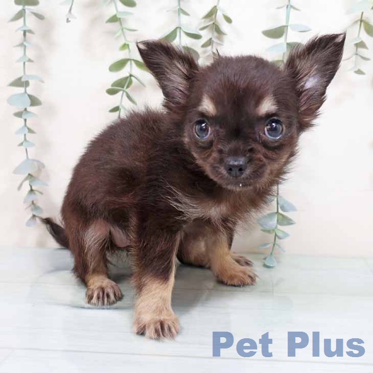 大阪府のチワワ(ロング) (ペットプラス 松原店/2026年1月22日生まれ/女の子/ブラックタン)の子犬の2枚目の画像