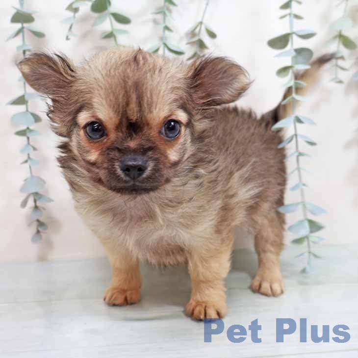 奈良県のチワワ(ロング) (ペットプラス 大和郡山店/2026年1月22日生まれ/男の子/フォーン)の子犬の1枚目の画像