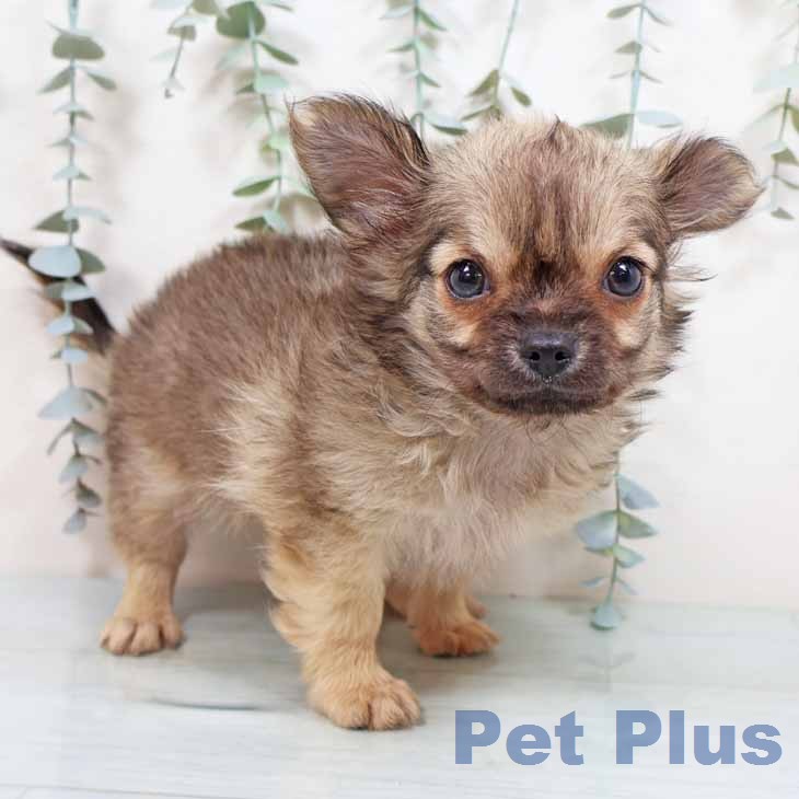 奈良県のチワワ(ロング) (ペットプラス 大和郡山店/2026年1月22日生まれ/男の子/フォーン)の子犬の2枚目の画像