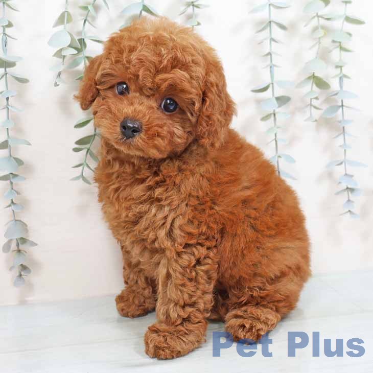 大阪府のトイプードル(トイ) (ペットプラス 四條畷店/2026年1月23日生まれ/男の子/レッドフォーン)の子犬の1枚目の画像