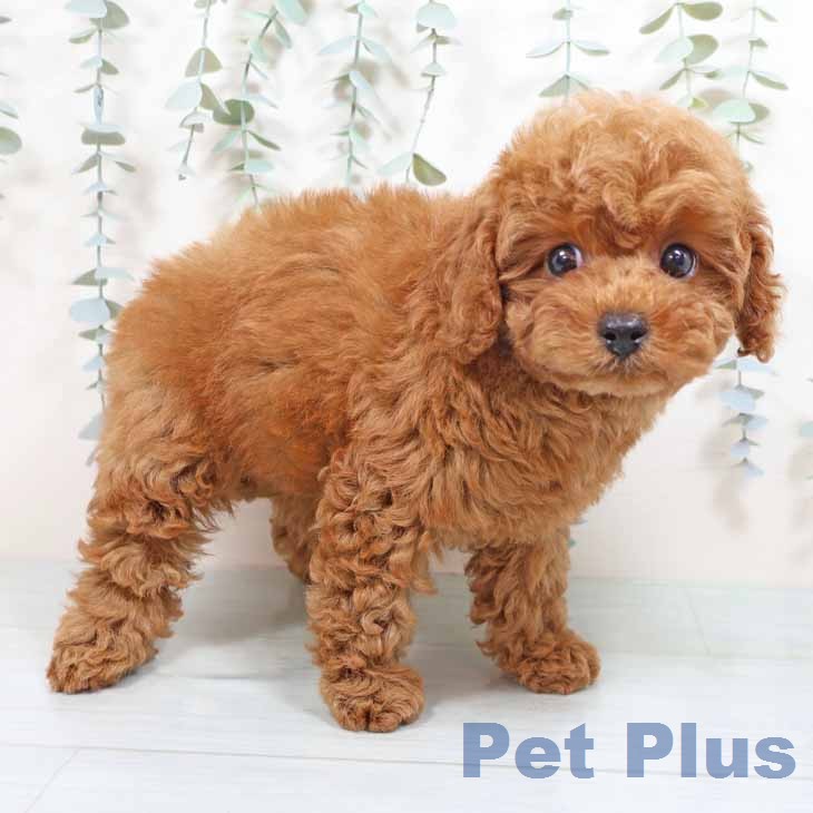 大阪府のトイプードル(トイ) (ペットプラス 四條畷店/2026年1月23日生まれ/男の子/レッドフォーン)の子犬の2枚目の画像