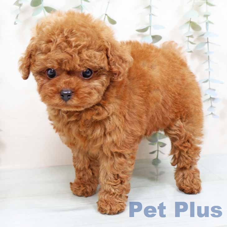 大阪府のトイプードル(トイ) (ペットプラス イオン大日店/2026年1月23日生まれ/女の子/レッドフォーン)の子犬の1枚目の画像